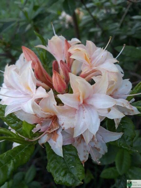 Azalia gandawska 'Byron’ – Rhododendron gandawense 'Byron’