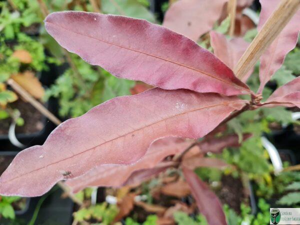 Dąb dachówkowaty – Quercus imbricaria