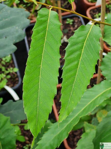 Dąb kasztanolistny – Quercus castaneifolia