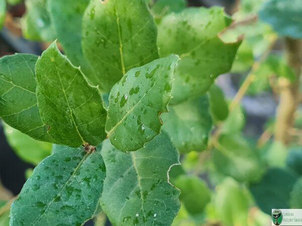 Dąb korkowy – Quercus suber