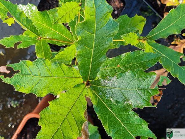 Dąb meksykański (Dąb nieśplikolistny) – Quercus rhysophylla