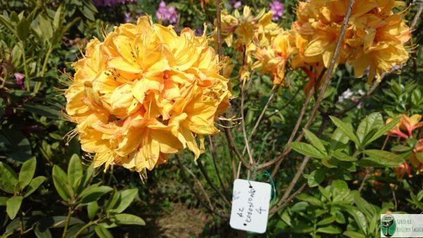 Azalia gandawska 'Hamlet’ – Rhododendron gandawense 'Hamlet’
