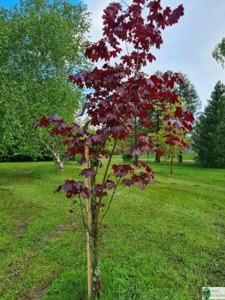 Klon pospolity 'Royal Red’ – Acer platanoides 'Royal Red’