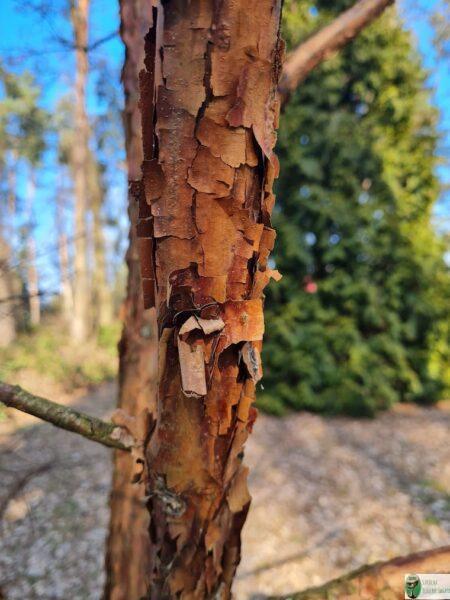 Klon strzępiastokory – Acer griseum