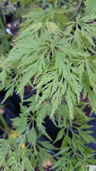 Klony japoński 'Acconitifolium’ – Acer japonicum 'Acconitifolium’