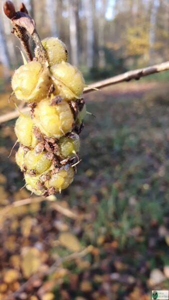 Leszczynowiec – Corylopsis spicata „Aurea”