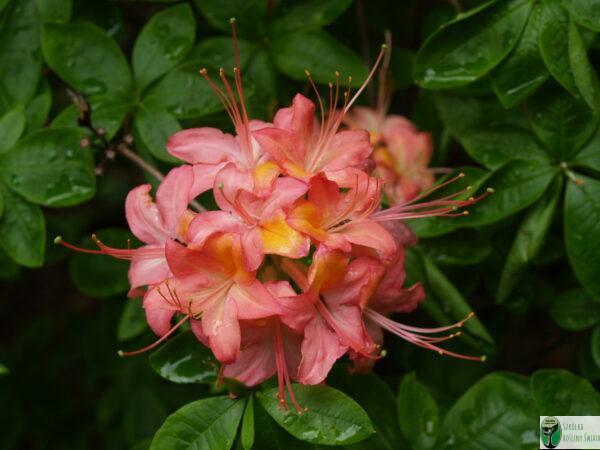 Azalia gandawska 'Mathilde’ – Rhododendron gandawense 'Mathilde’