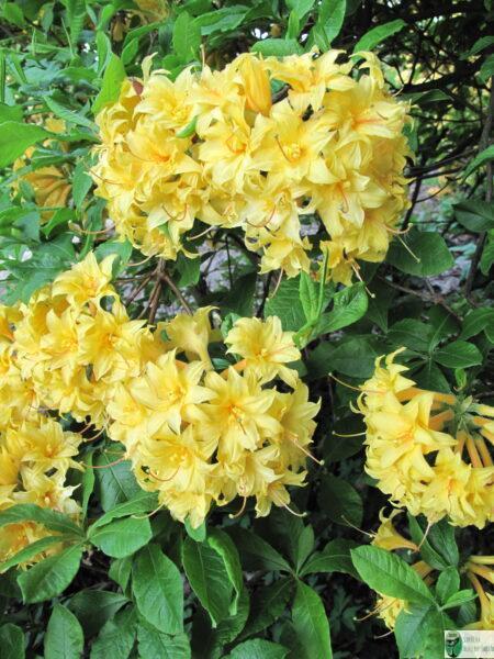 Azalia gandawska 'Narcissiflorum’ – Rhododendron gandawense 'Narcissiflorum’