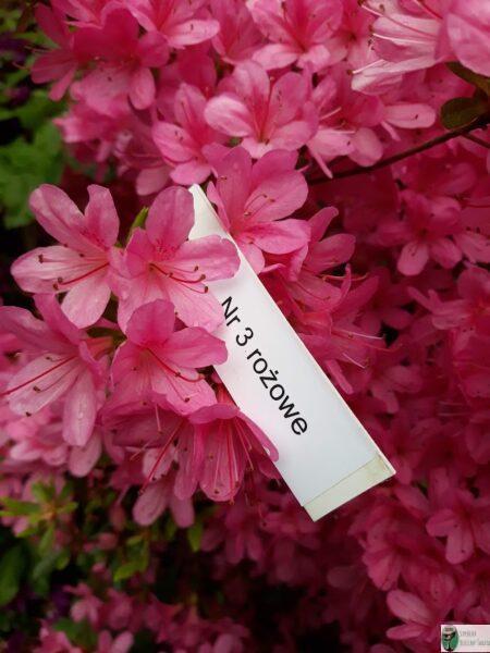 Azalia gandawska 'Noriko’ – Rhododendron gandawense 'Noriko’