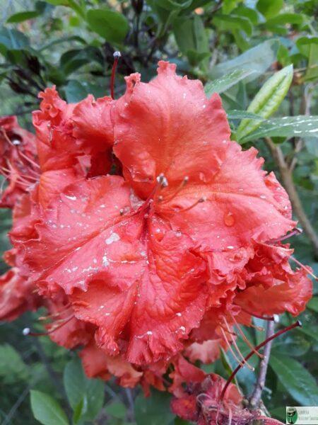 Azalia gandawska 'Orangeade’ – Rhododendron gandawense 'Orangeade’