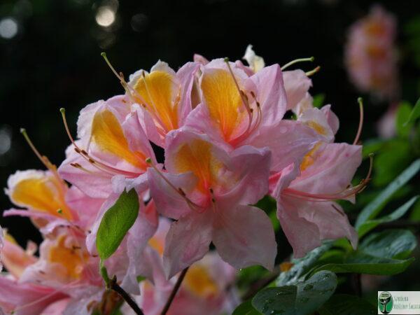 Azalia gandawska 'Rose de Flandre’ – Rhododendron gandawense 'Rose de Flandre’