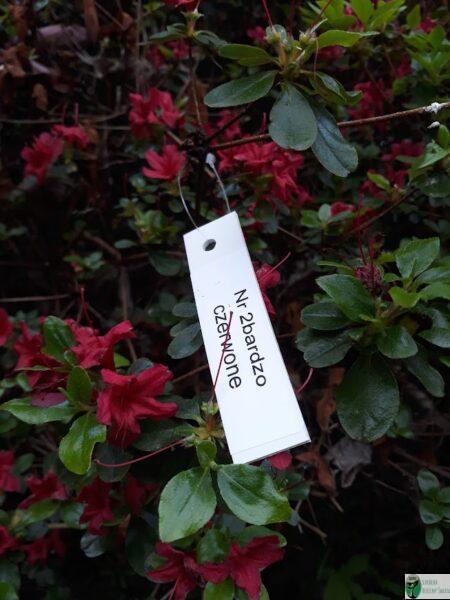 Azalia gandawska 'Rotstein’ – Rhododendron gandawense 'Rotstein’