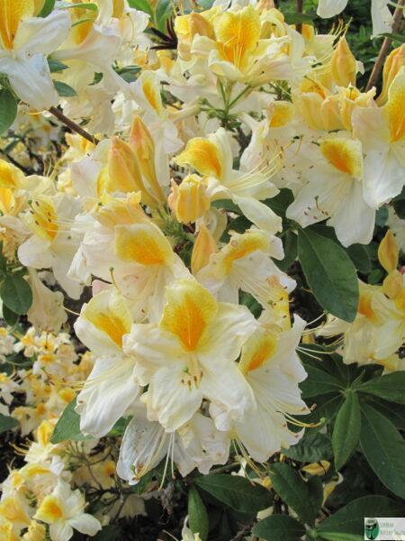 Azalia gandawska 'Toucan’ – Rhododendron gandawense 'Toucan’