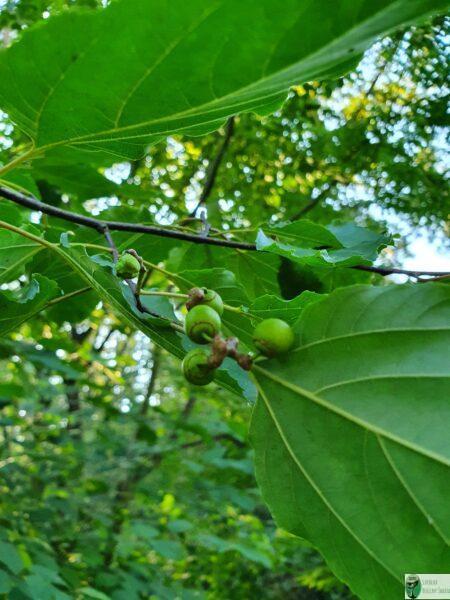 Drzewo rodzynkowe – Hovenia dulcis