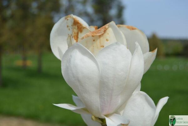 Magnolia 'Brozzonii’