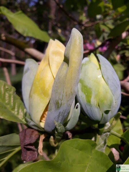 Magnolia 'Blue Opal’