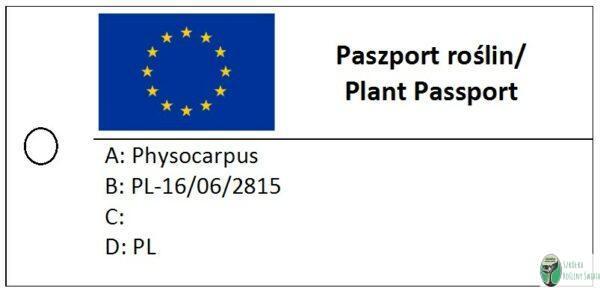 Pęcherznica – Physocarpus