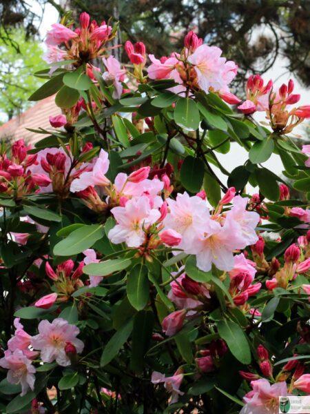 Różanecznik – Rhododendron fortrunei