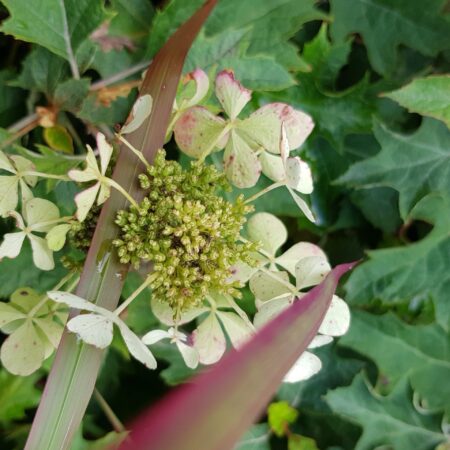 Hortensje dębolistne