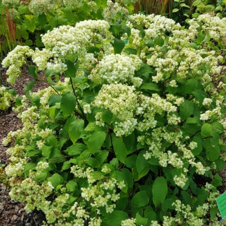 Hortensje drzewiaste