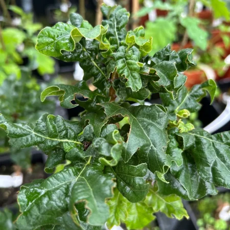 Dąb burgundzki 'Curly Head' - Quercus cerris