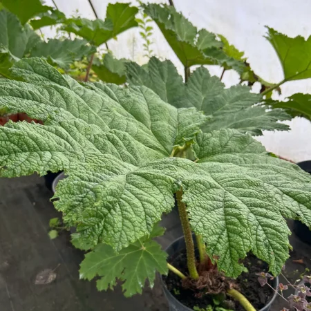 Gunnera olbrzymia - Gunnera manicata