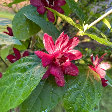 Kielichowiec Hartlage Wine - Calycanthus x raulstonii Hartlage Wine