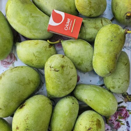 Asymina trójklapowa (Asimina triloba)