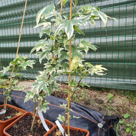 Ambrowiec amerykański 'Silver King (Liquidambar styraciflua)