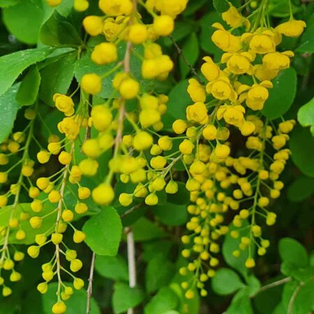 Berberys koreański - Berberis koreana