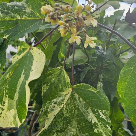 Surmia wielkokwiatowa Giżycko (Catalpa speciosa)