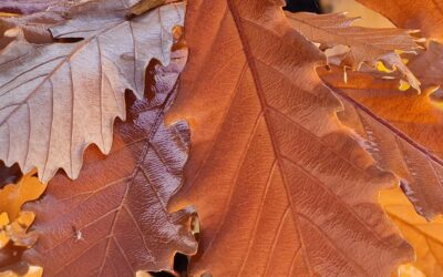 Zimujące owady w ogrodzie – dlaczego nie warto sprzątać wszystkiego?