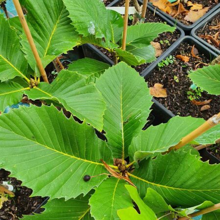 Dąb pontyjski - Quercus pontica