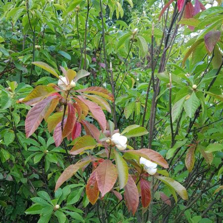 Franklinia amerykańska - Franklinia alatamaha
