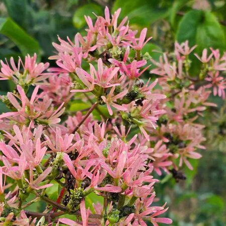 Heptakodium chińskie - Heptacodium miconioides