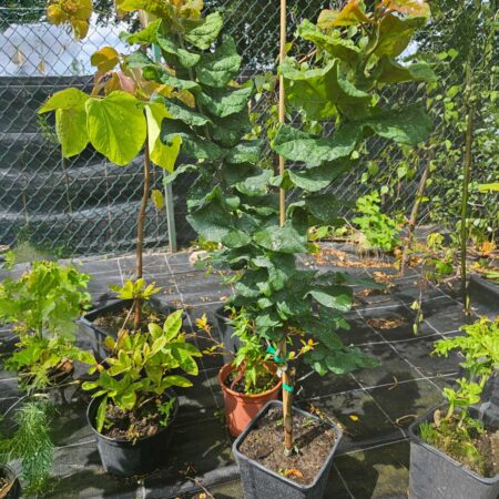 Judaszowiec kanadyjski Little Woody - Cercis canadensis Little Woody