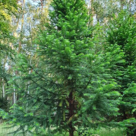 Kuningamia lancetowata - Cunninghamia lanceolata