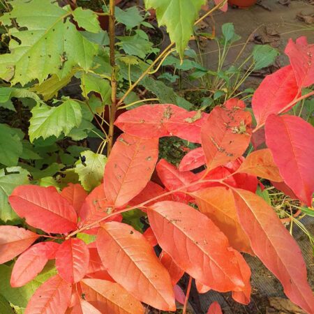 Kwaśnodrzew konwaliowy - Oxydendrum arboreum