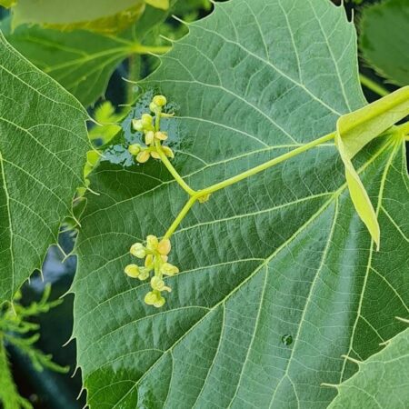 Lipa Henry'ego - Tilia henryana