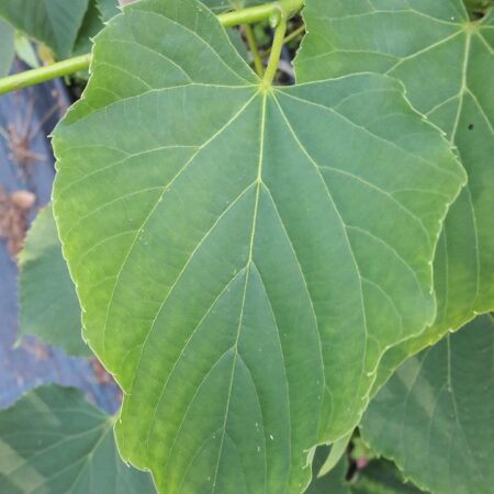 Lipa davidii - Tilia davidiana