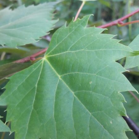 Lipa mongolska - Tilia mongolica