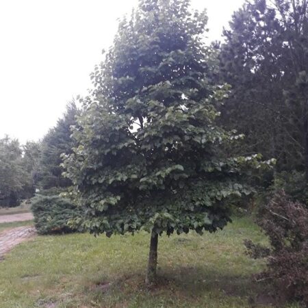 Lipa srebrzysta 'Warszawska' - Tilia tomentosa