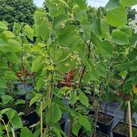 Lipa wonna - Tilia insularis