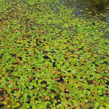 Marsylia czterolistna (Marsilea quadrifolia)