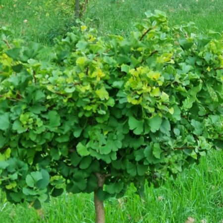 Miłorząb Mariken - Ginkgo biloba