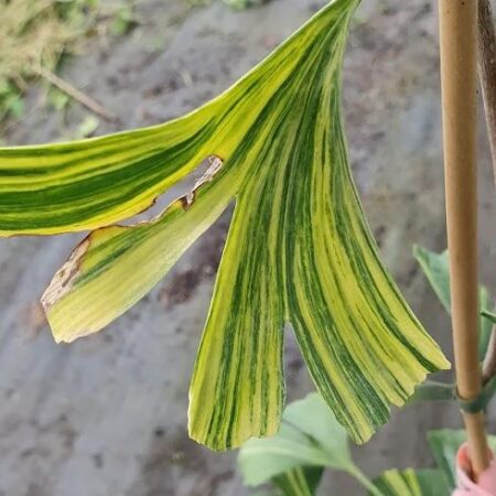 Miłorząb 'Roswitha' - Ginkgo biloba