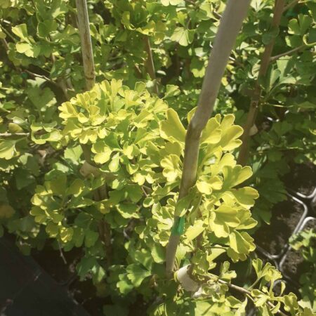 Miłorząb dwuklapowy 'Kohout's Compact' - Ginkgo biloba