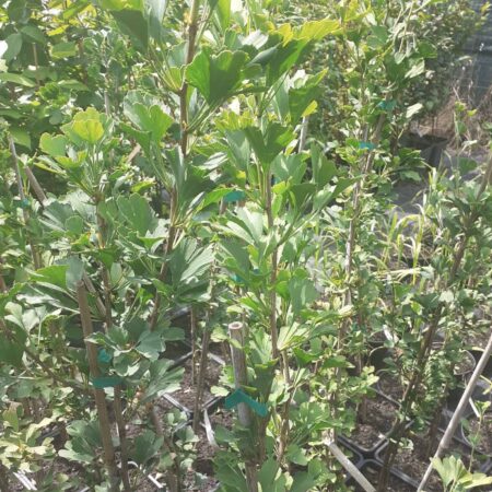 Miłorząb dwuklapowy 'Menhir' - Ginkgo biloba