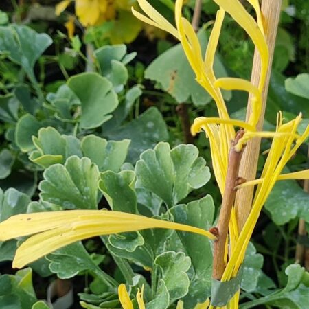 Miłorząb dwuklapowy 'Mutant Weeper' - Ginkgo biloba