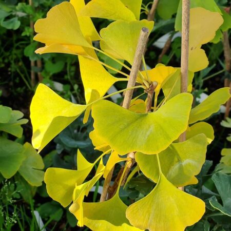 Miłorząb japoński 'Beijing Gold' - Ginkgo biloba